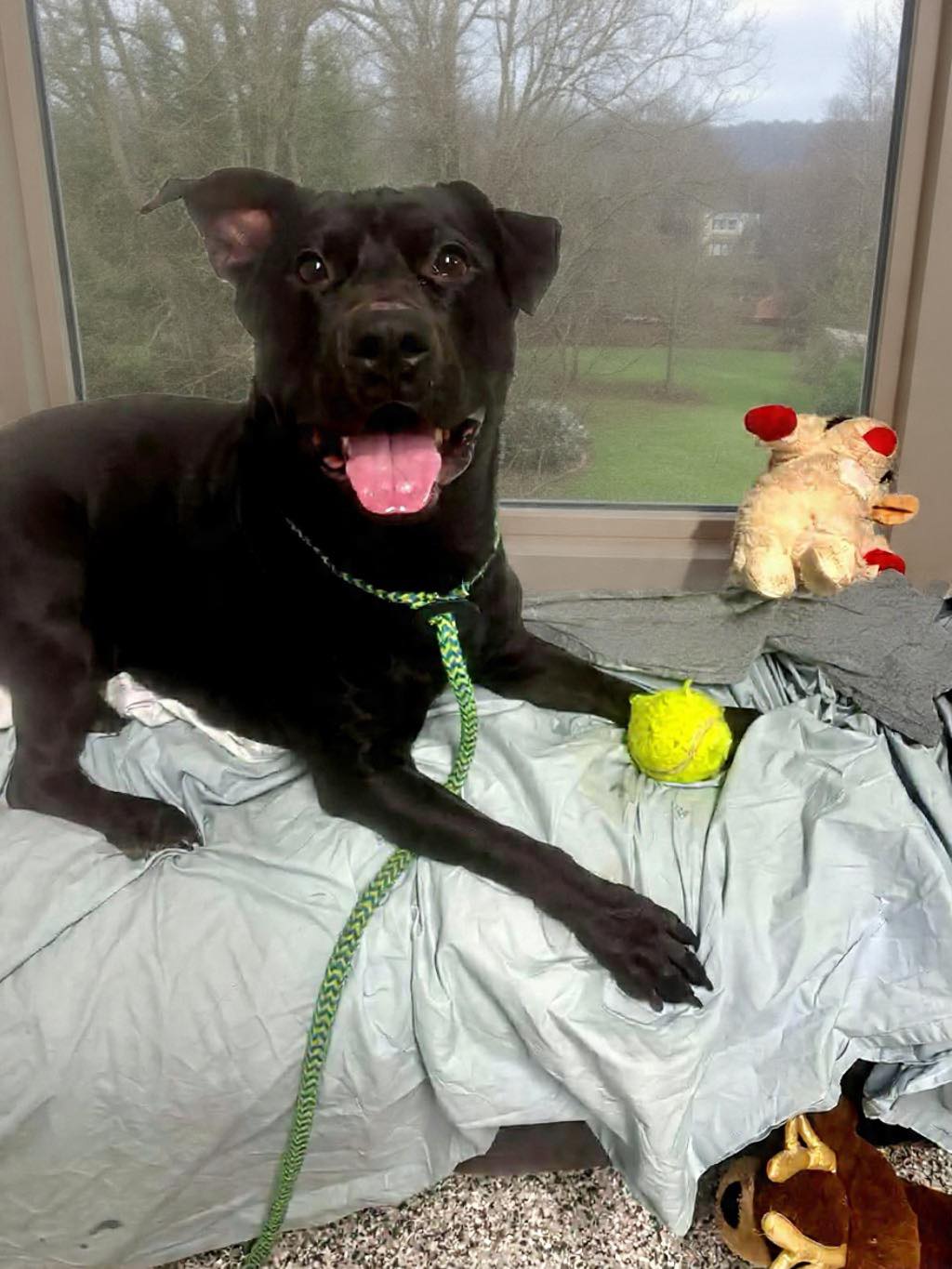 Herkimer - Trigger💔 Trigger’s only friend, only family-his loving and ...