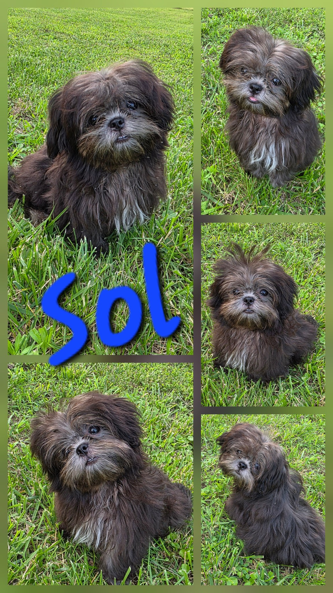 Gigi's Furbabies