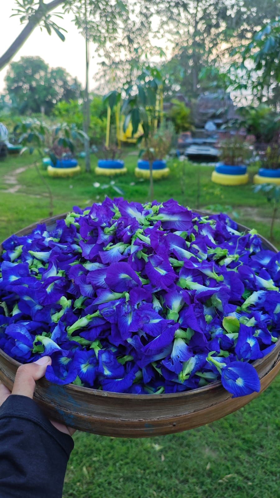 Jual beli Bunga Telang | Facebook