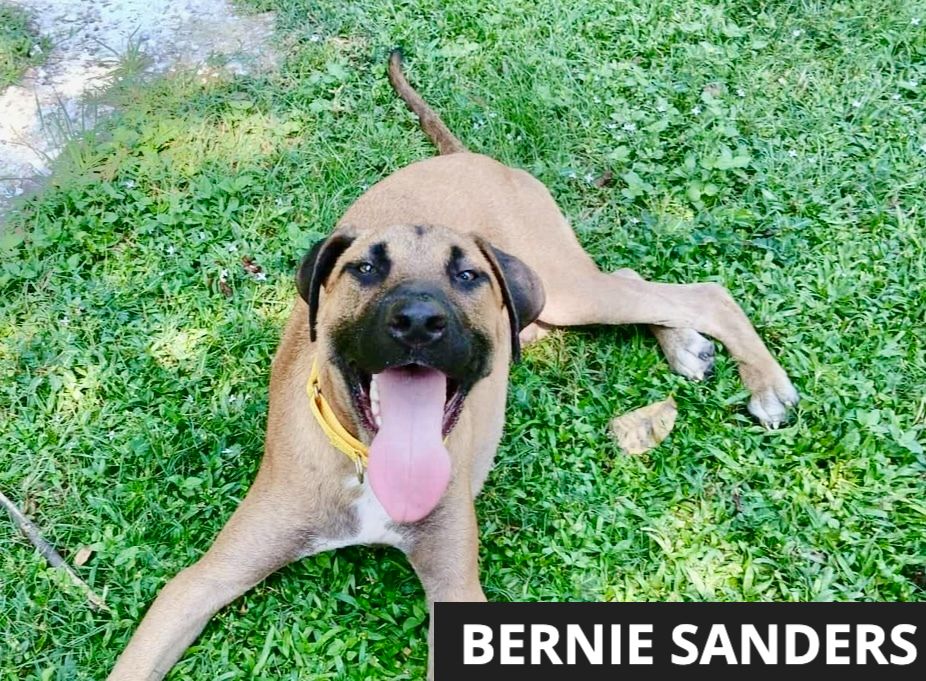 Sandy Paws Rescue Inc. added a... - Sandy Paws Rescue Inc.
