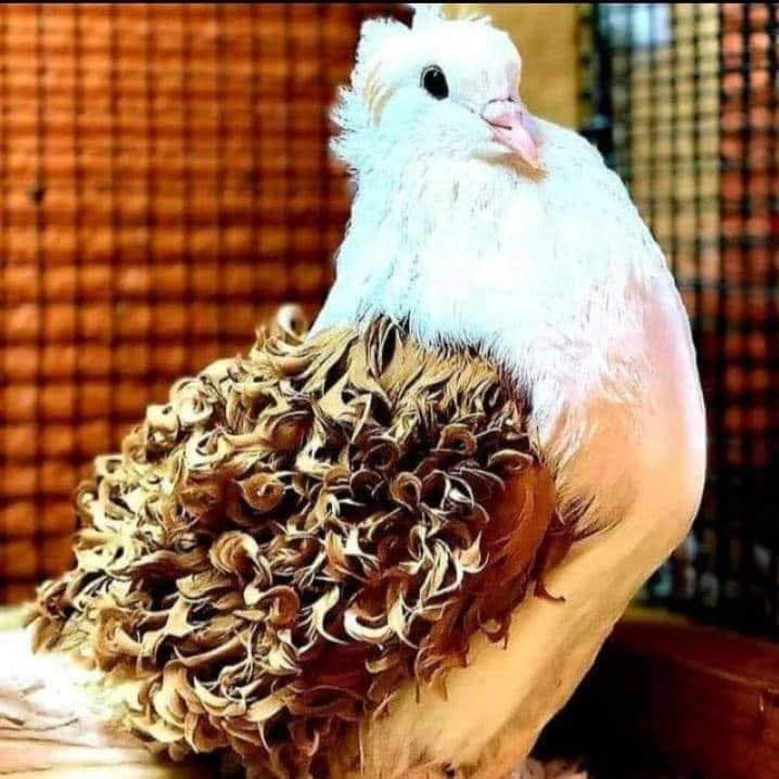 🐦 Elegant Pom Pouters | Fancy Pigeon Lovers 📝 Description (copy–paste ...