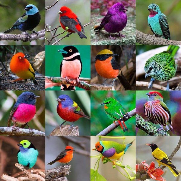 Fancy Rabbits and Birds Islamabad
