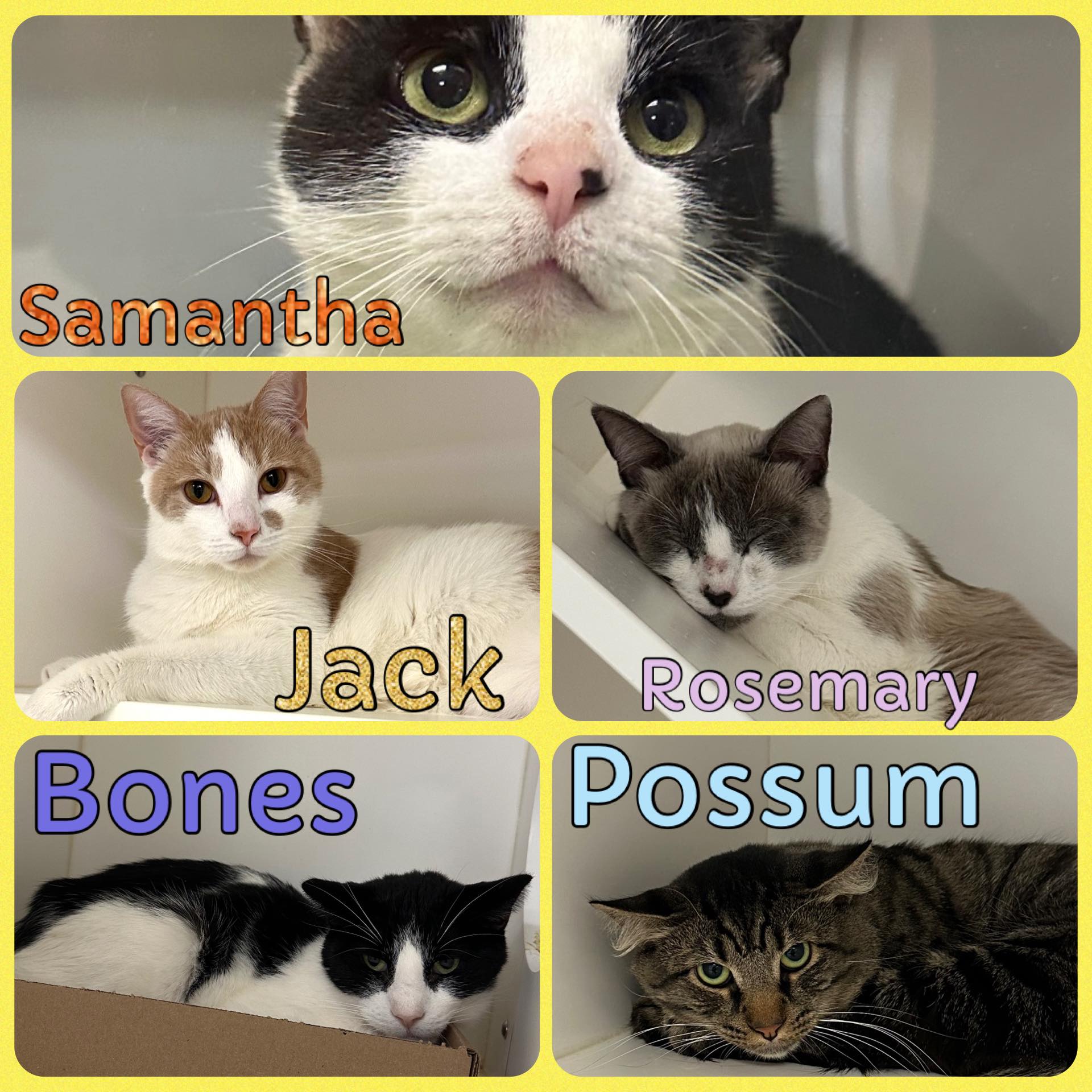 Update as of 11/26- ALL SAFE!... - ACCT Philly: At-Risk Cats | Facebook