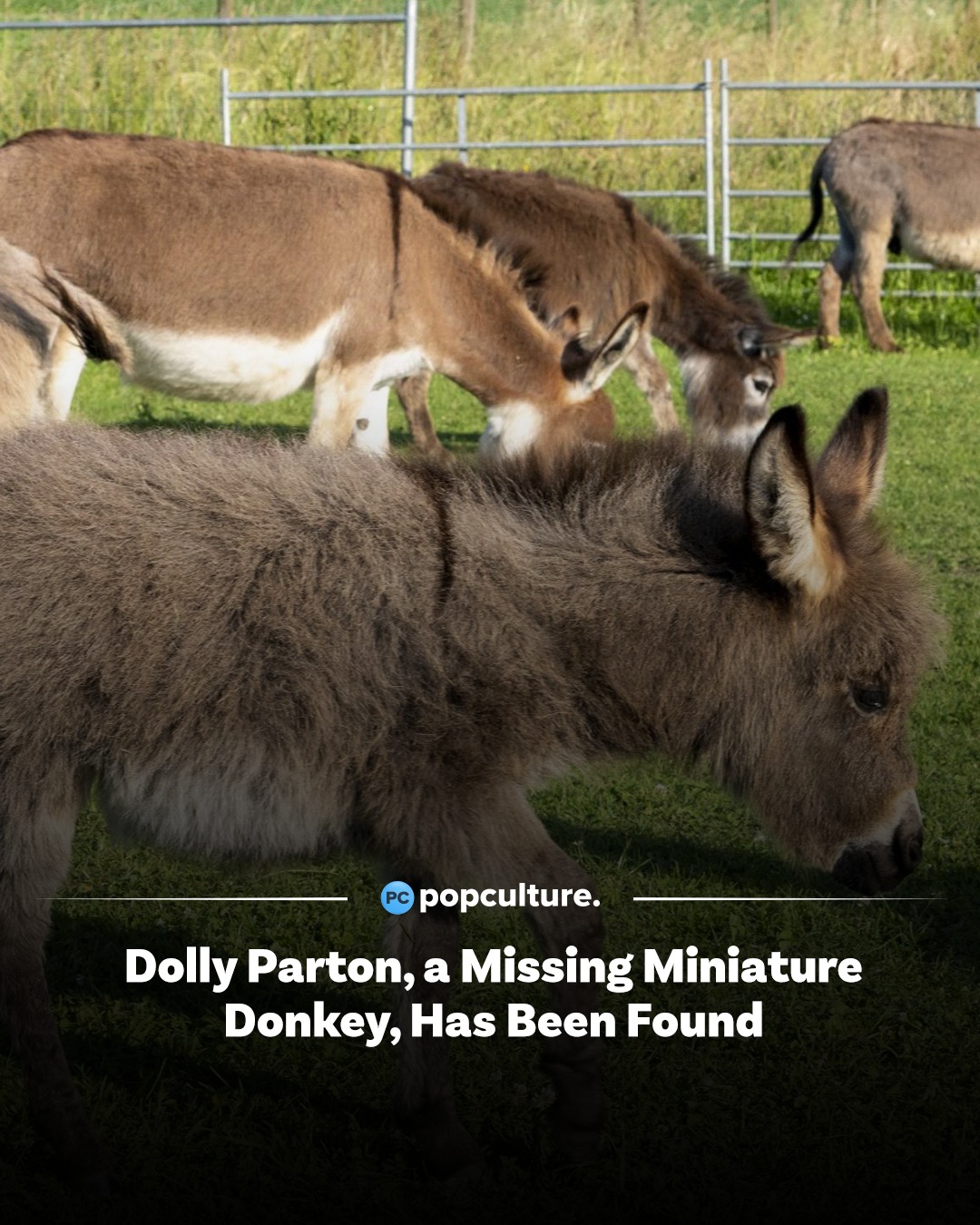 PopCulture.com - Dolly Parton has plenty of songs about animals in her ...