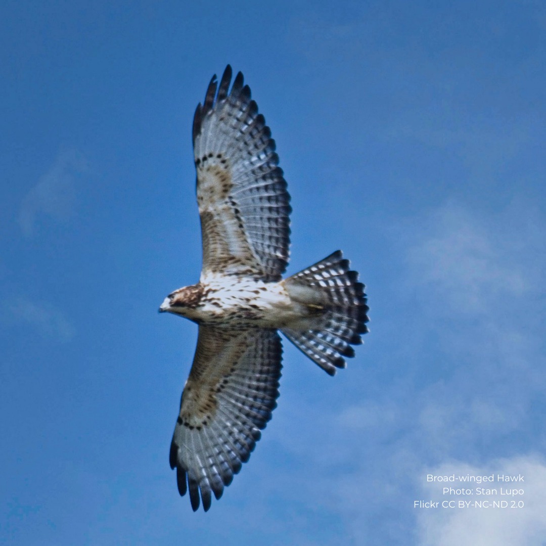 Kittatinny - The Broad-winged Hawk is the smallest and most migratory ...