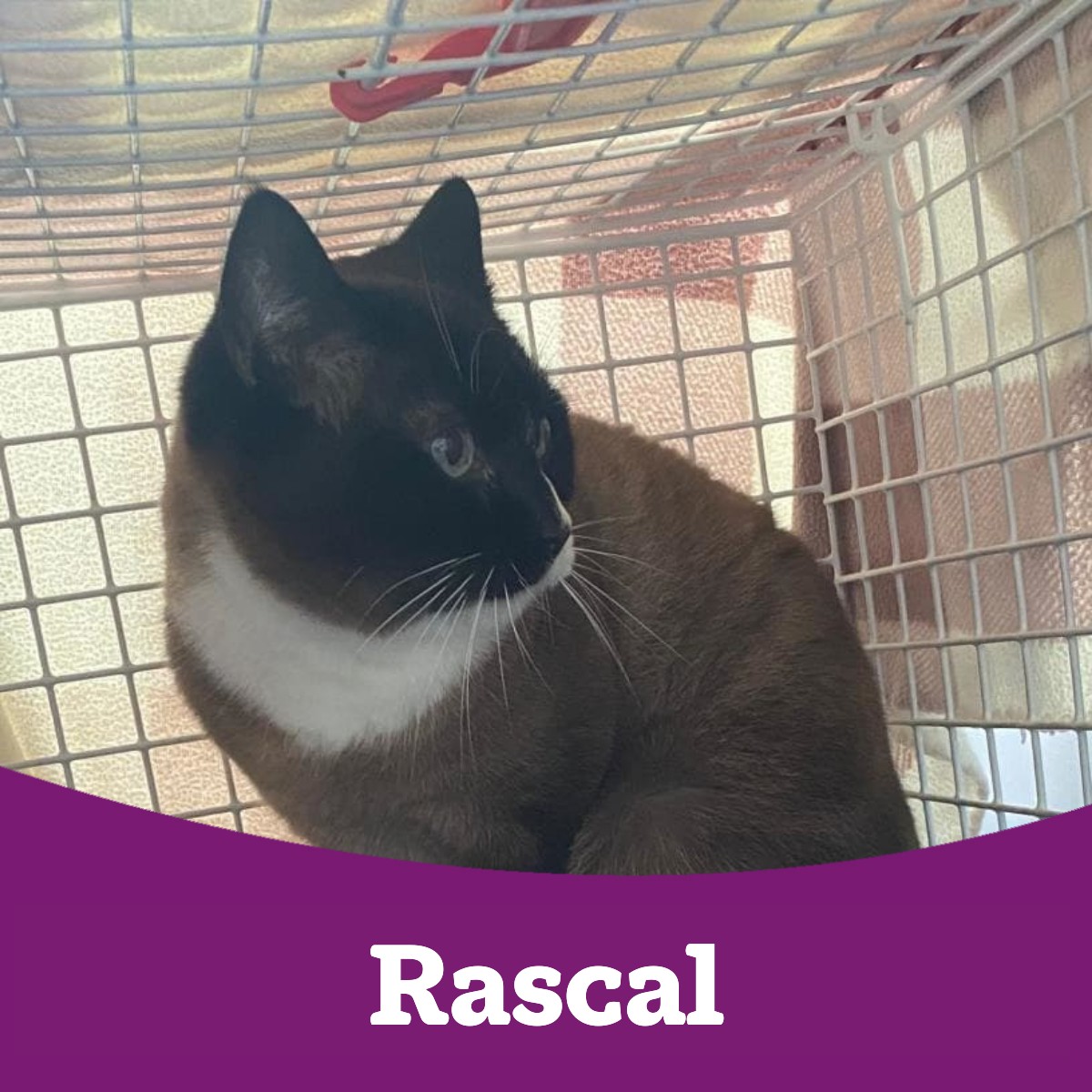 Meet Rascal 🐾💙 Rascal is a quiet,... - Dorset Cat Centre | Facebook