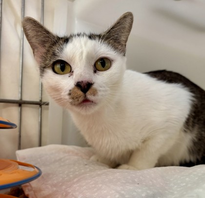 Adopt - 😻 Meet Siesta — The Sweet Mama With the Derpy Little Tongue! 😻 ...