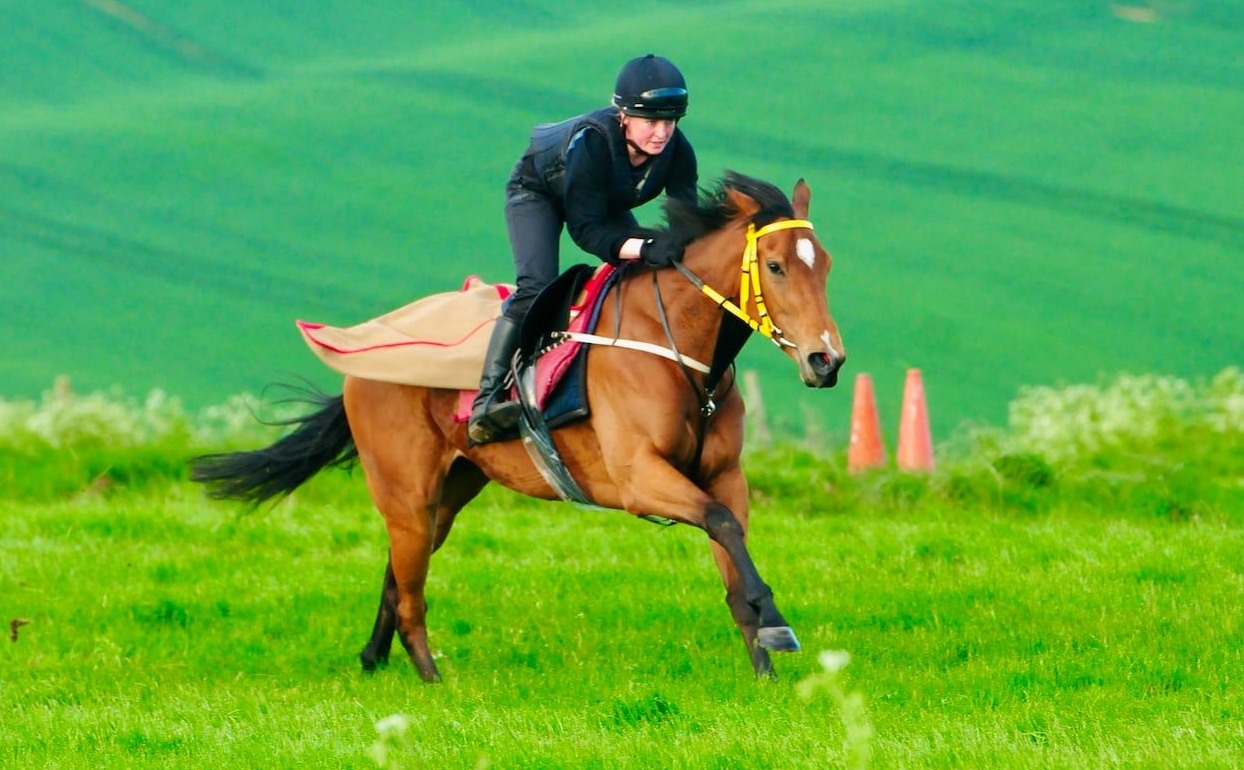 Whatcombe - Subtle Beauty (Gleneagles ex Mirage) teams up with champion ...