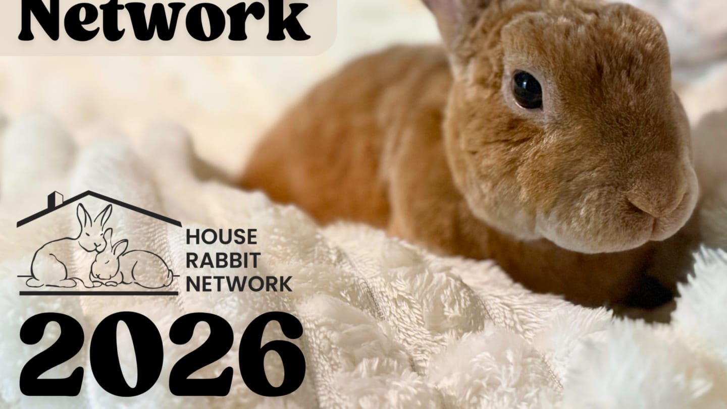 House - 📅 Order Your 2026 House Rabbit Network Calendar! 🐰 Hop into the ...