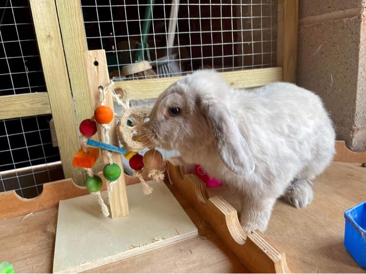 This is the beautiful Opal ♥️... - Shrewsbury Rabbit Rescue | Facebook