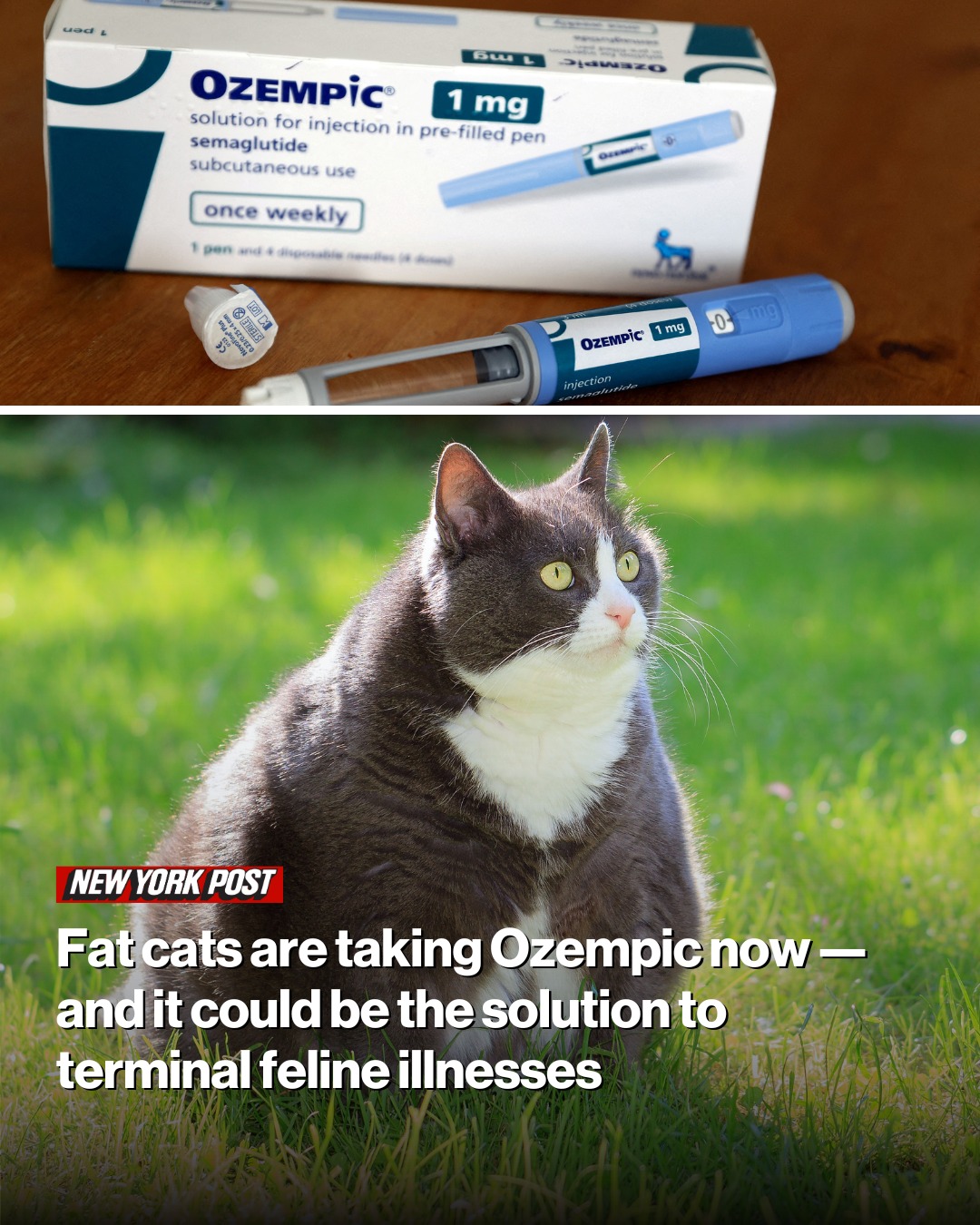 New - Meowzempic is here
