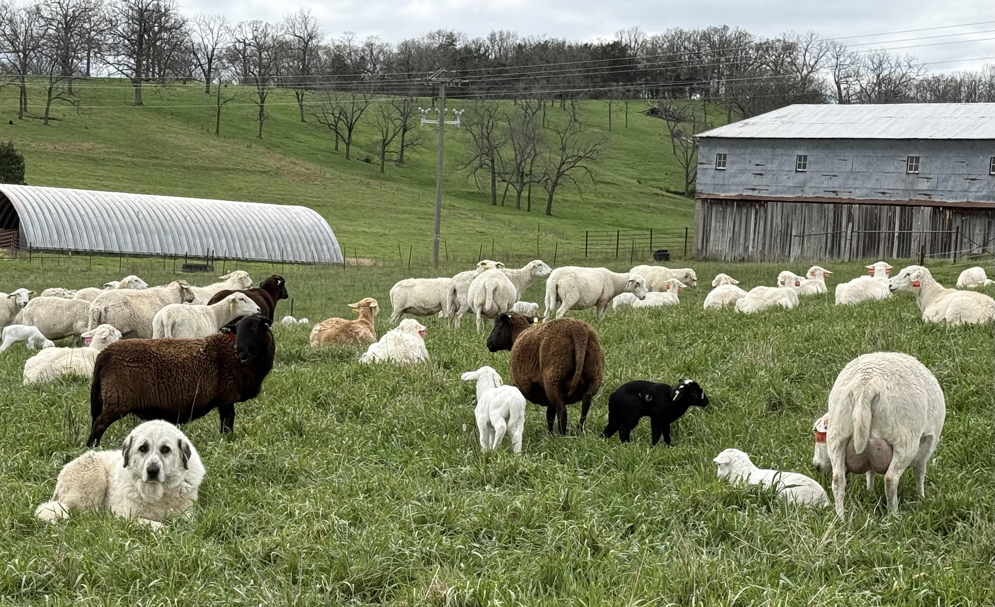 Question of the day: When is your... - Peace Valley Farms | Facebook
