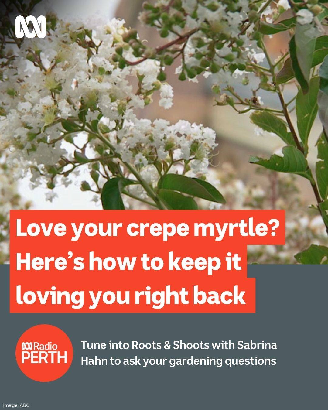 ABC - ROOTS AND SHOOTS is the gardening program for gardeners and non ...