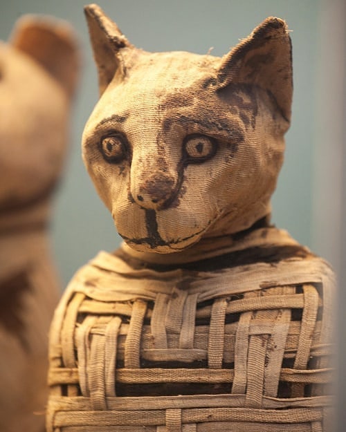 ®️ Presents Animal mummification was... - Egyptian museums | Facebook