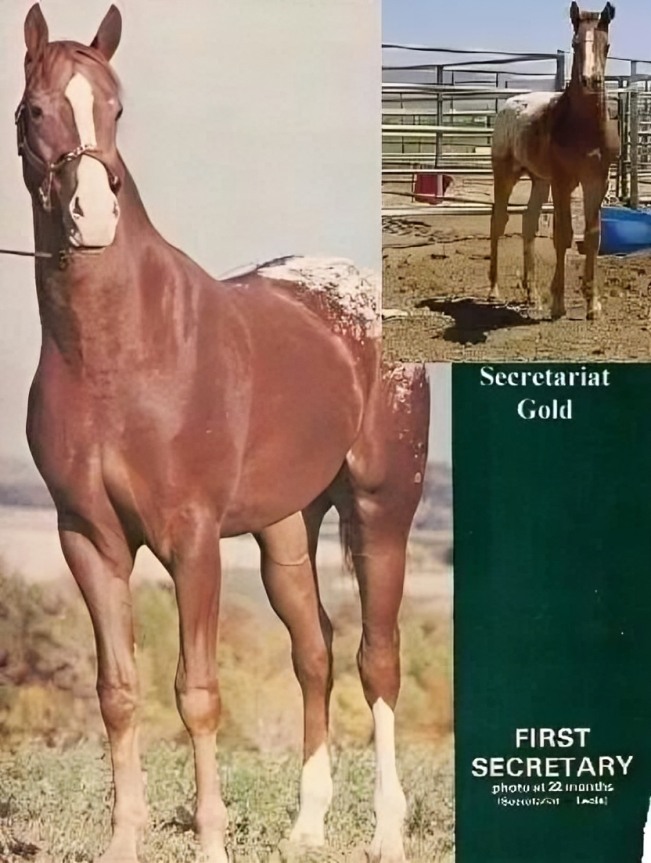 Secretariat As A Foal – 8x10 B&W Photo Print – Triple Crown Winner – Sports History AZ130