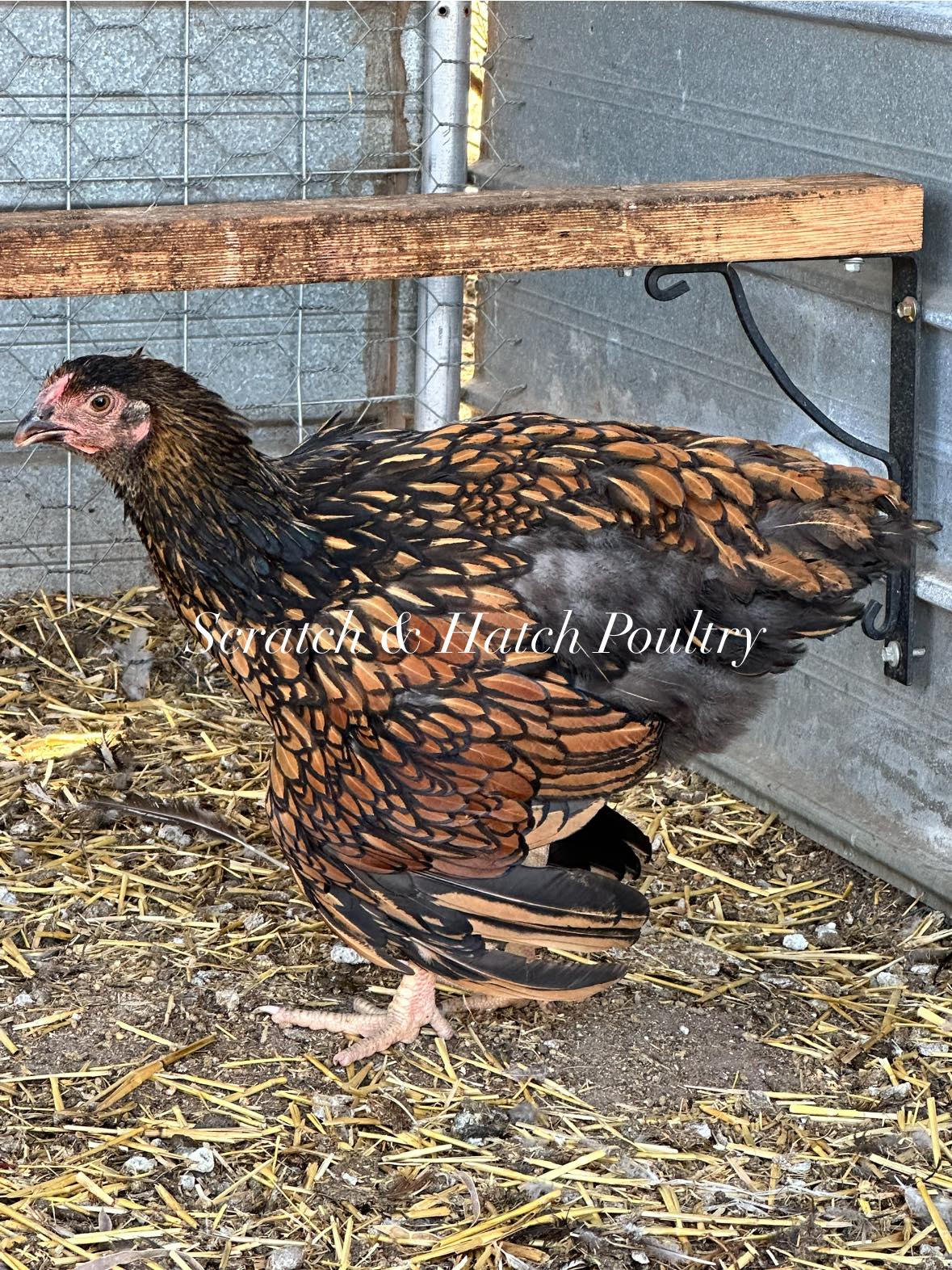 This is what a very hot chicken... - Scratch & Hatch Poultry | Facebook