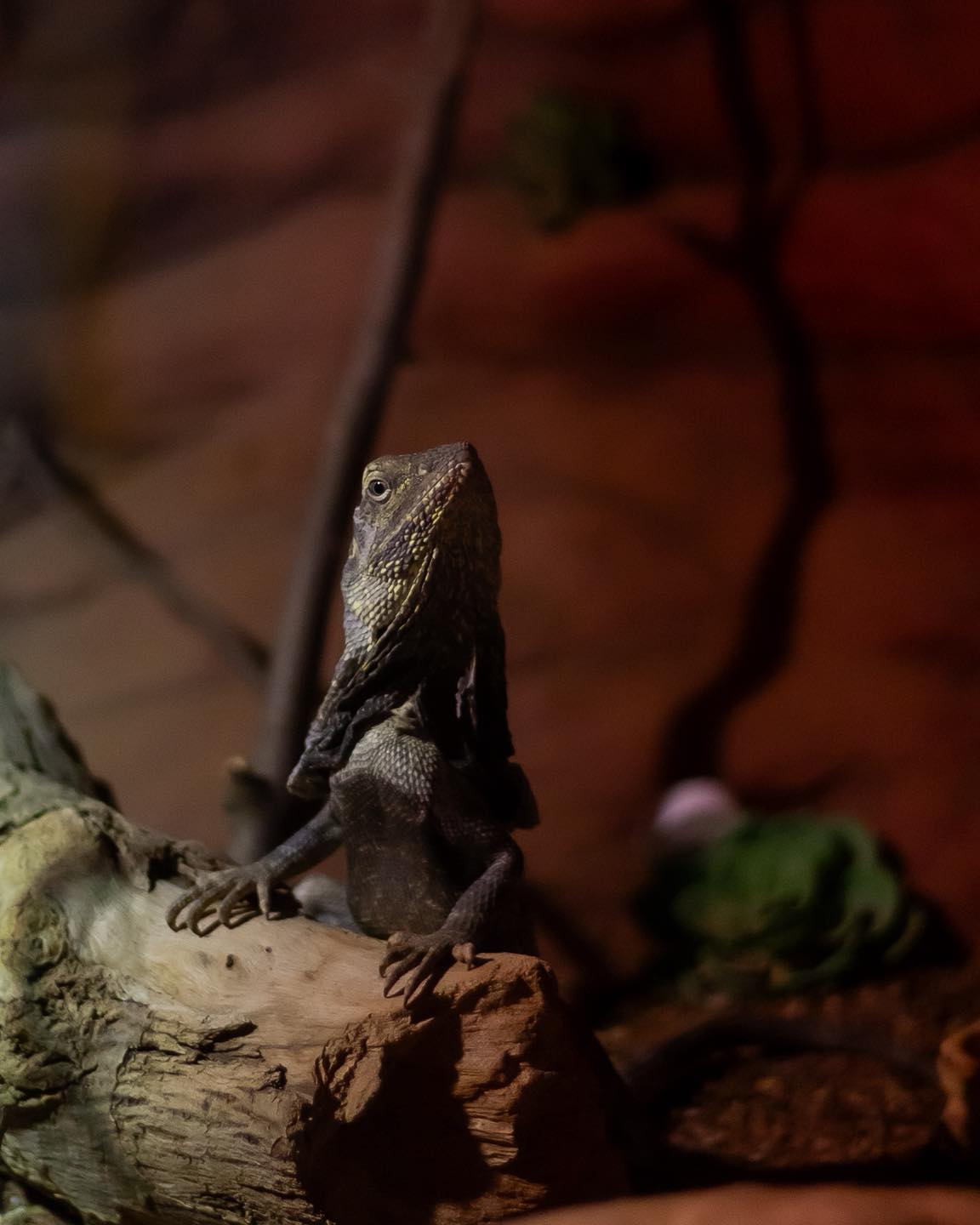 Exploris - Get up with close with natures coolest cold blooded ...