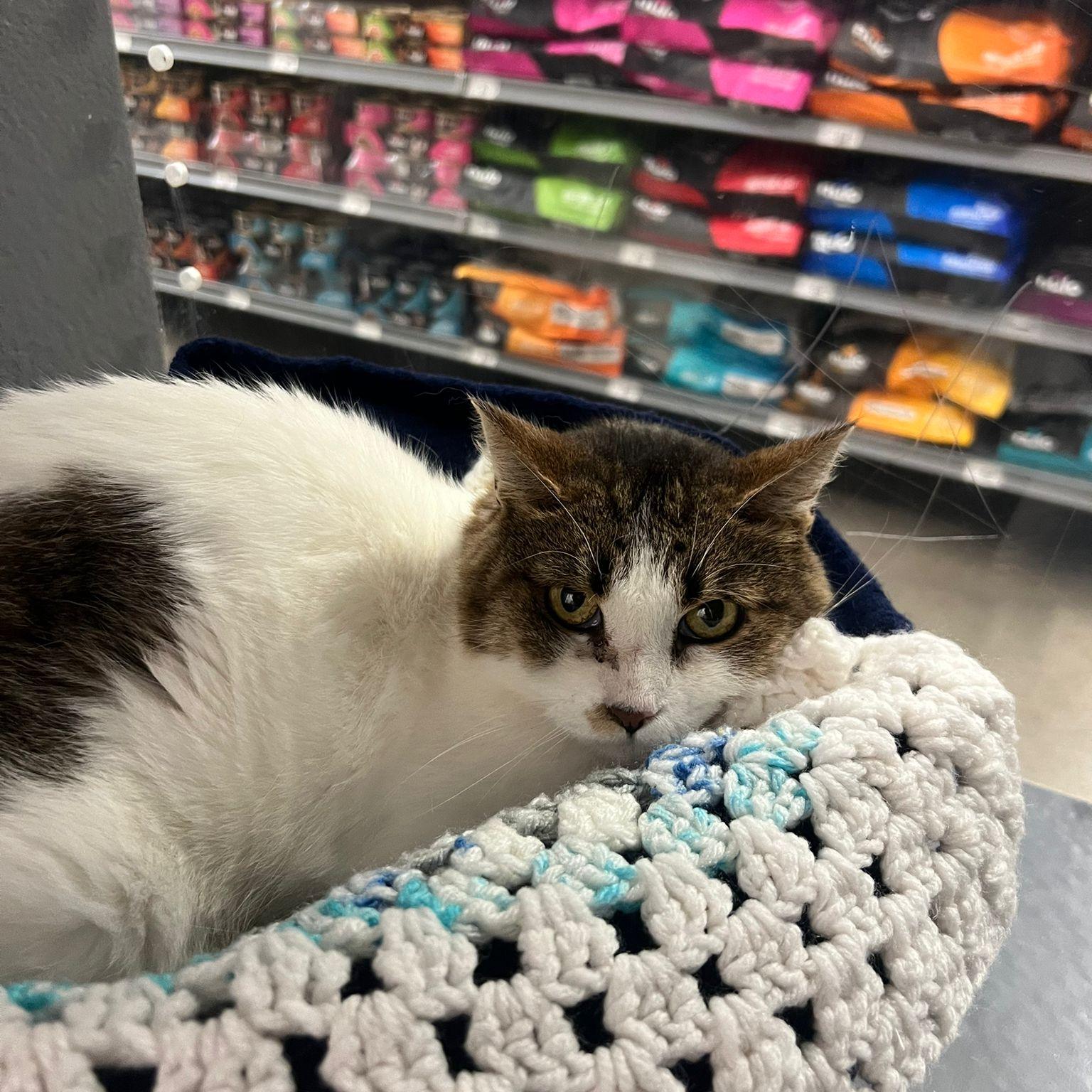 Toronto Cat Rescue... - Toronto Cat Rescue - Waterloo Region