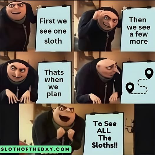 Sloth - This is what happens when you fall in love with sloths. You ...
