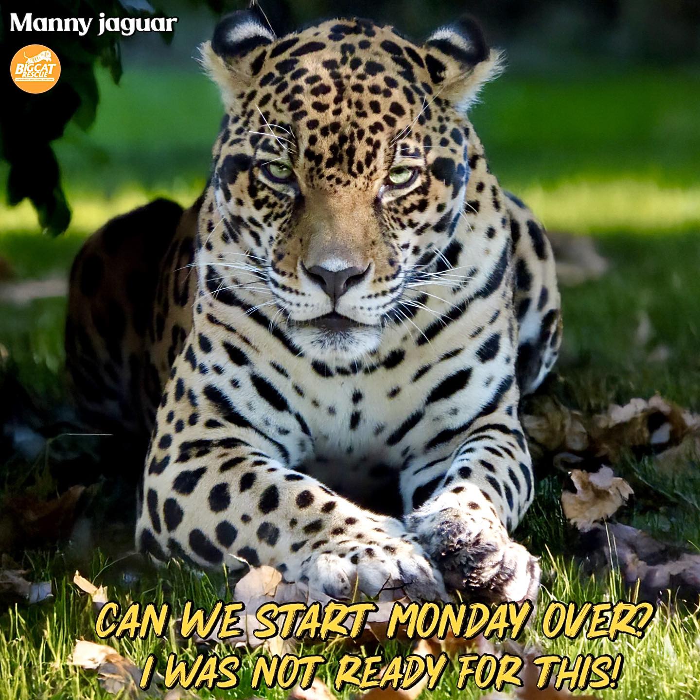Big Cat Rescue - “Can we start Monday over? I was not... | Facebook