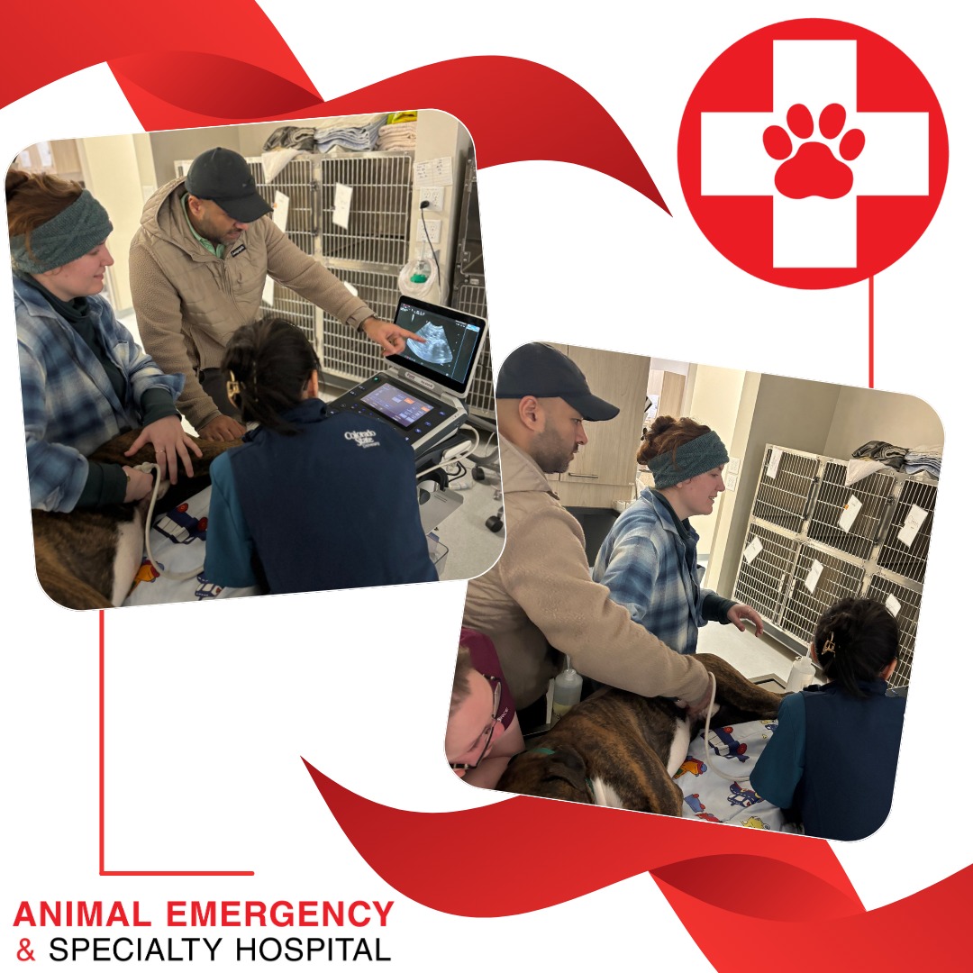 Animal - Our talented veterinary radiologist, Dr. Raj Multani (DACVR ...