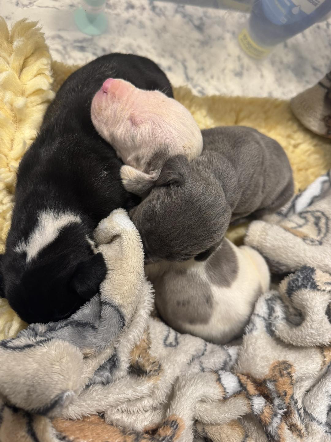 Great Dane Friends of... - Great Dane Friends of Ruff Love