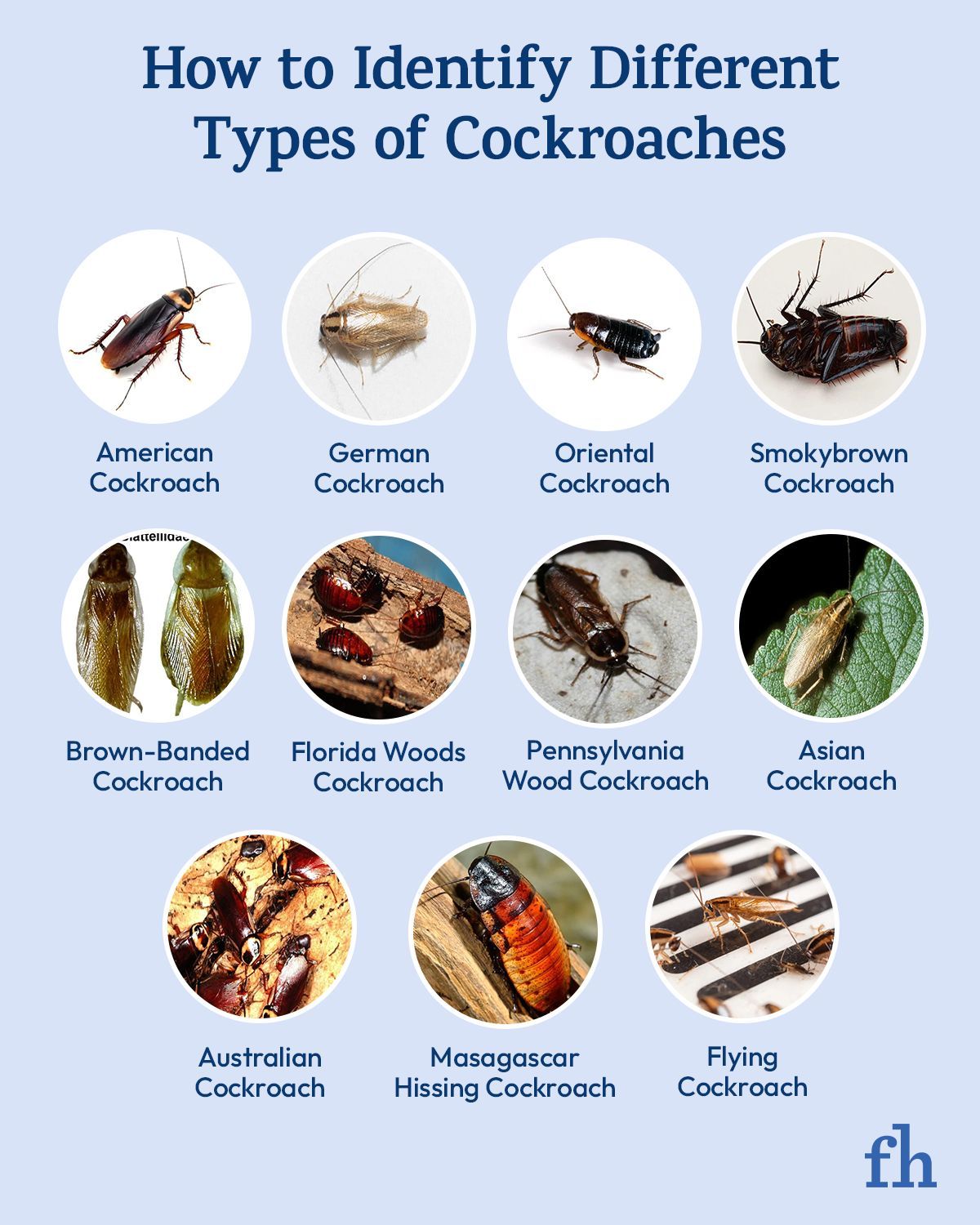 Family - No one wants a cockroach infestation. Our guide to the types ...