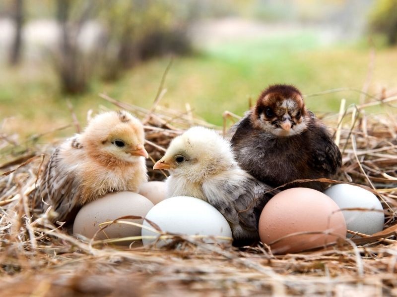 Chase - 🐣 2026 Chick Pre-Orders Are NOW OPEN! Secure your chicks early ...