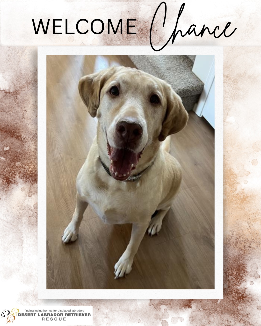 Meet Chance, a sweet... - Desert Labrador Retriever Rescue | Facebook