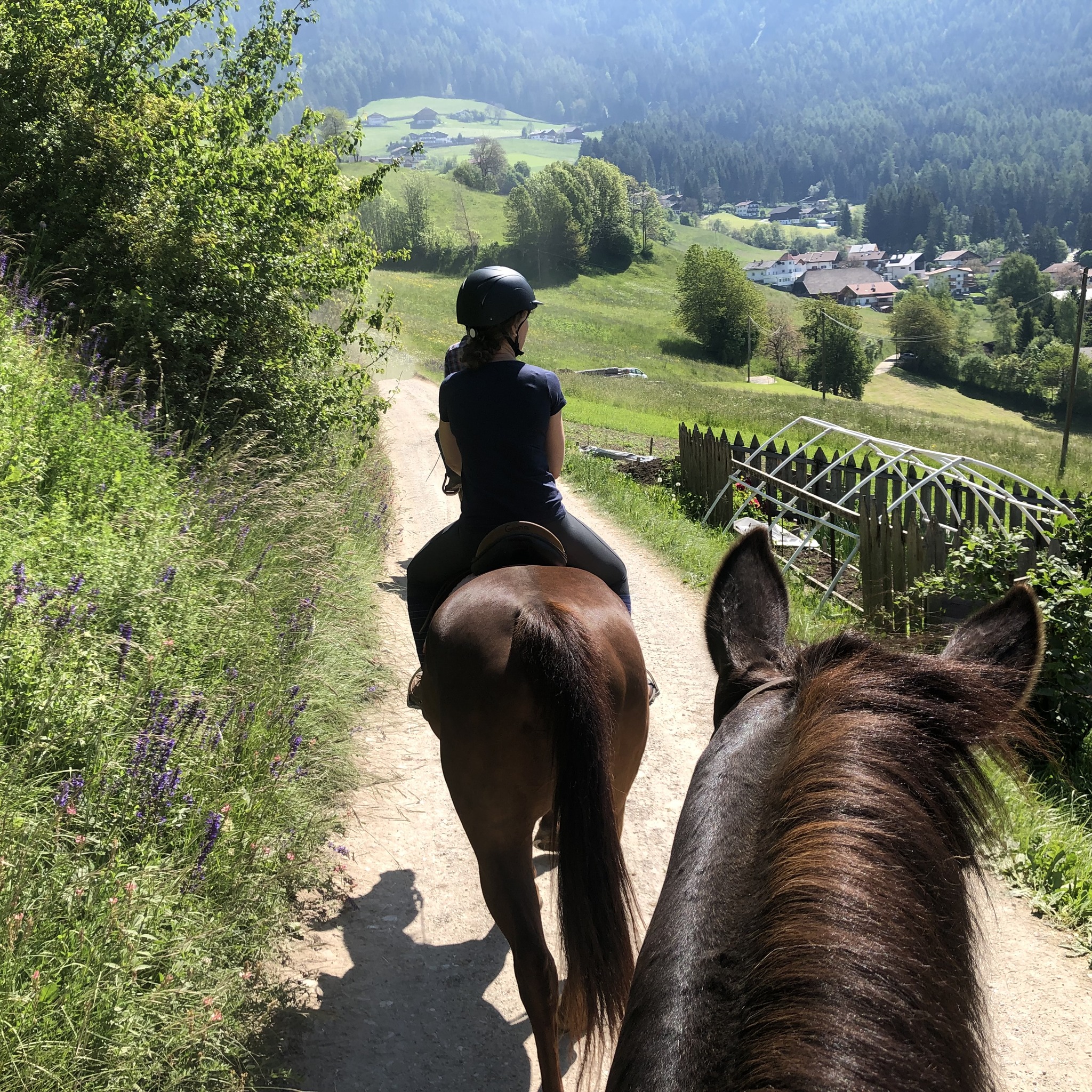 The rider’s... - Equitation Science International - ESI | Facebook