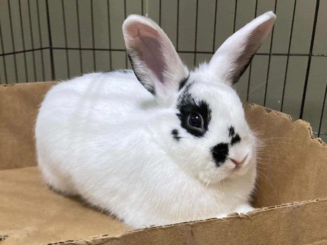Ohio House Rabbit Rescue added... - Ohio House Rabbit Rescue