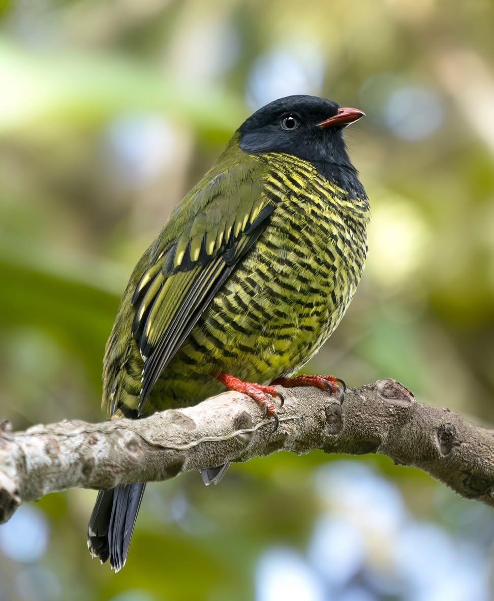 Wondershots - Barred Fruiteater. Ecuador. The barred fruiteater ...