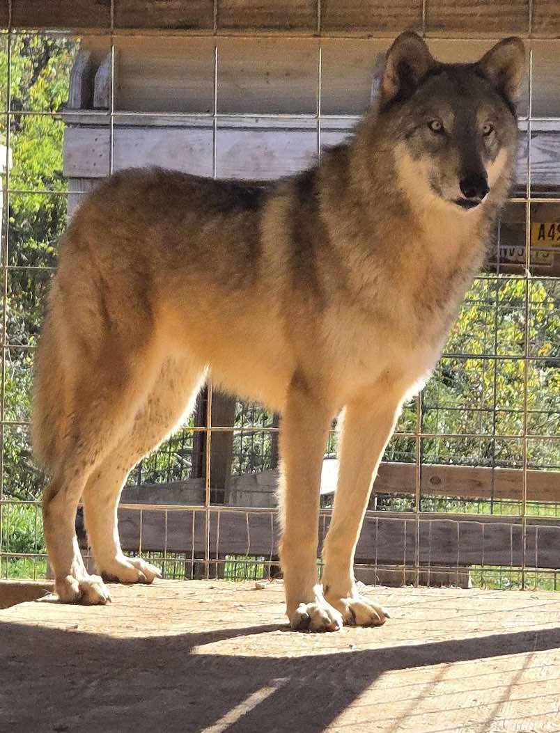 Southern Ohio Wolf... - Southern Ohio Wolf Sanctuary, Inc.