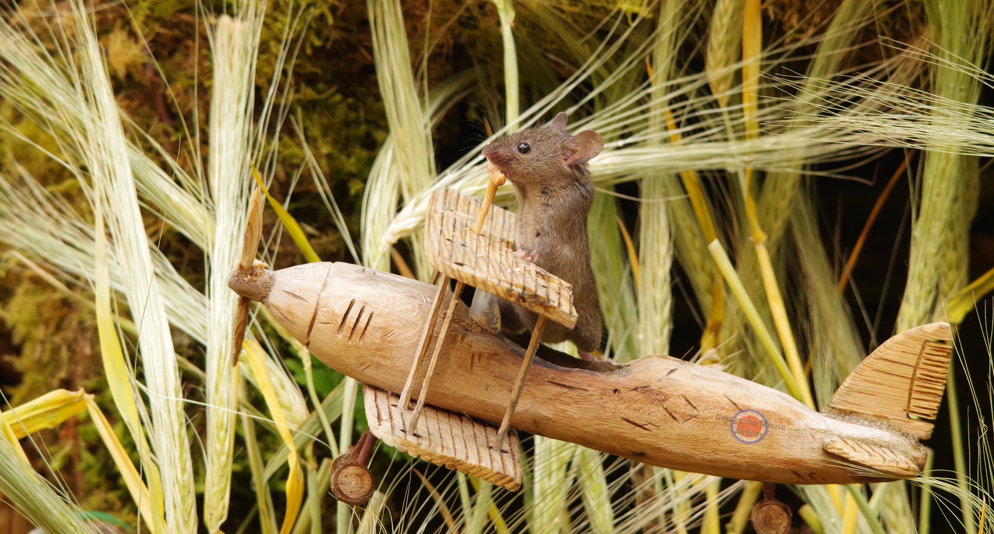 George the Mouse in... - George the Mouse in a log pile house