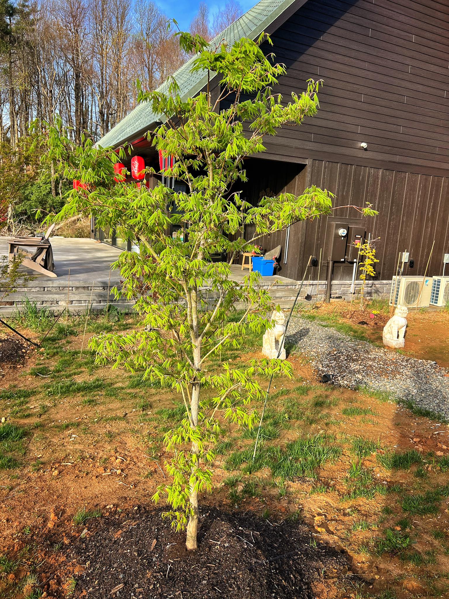 Acer sieboldianum 'Shoryu no Tsume' in full sun