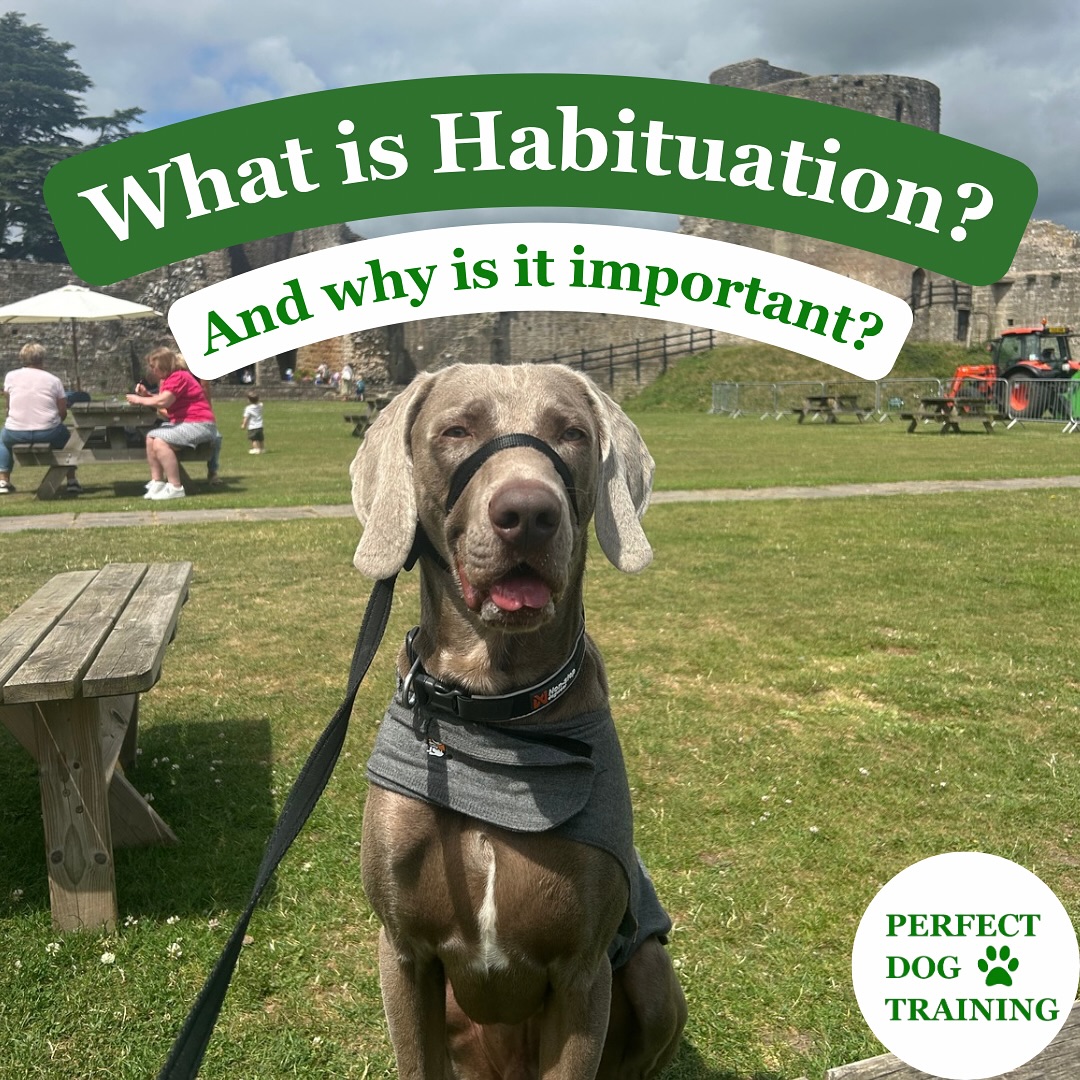 Perfect Dog Training and Behaviourist | Llanvaches - Habituation And Its Impact On Dog Training