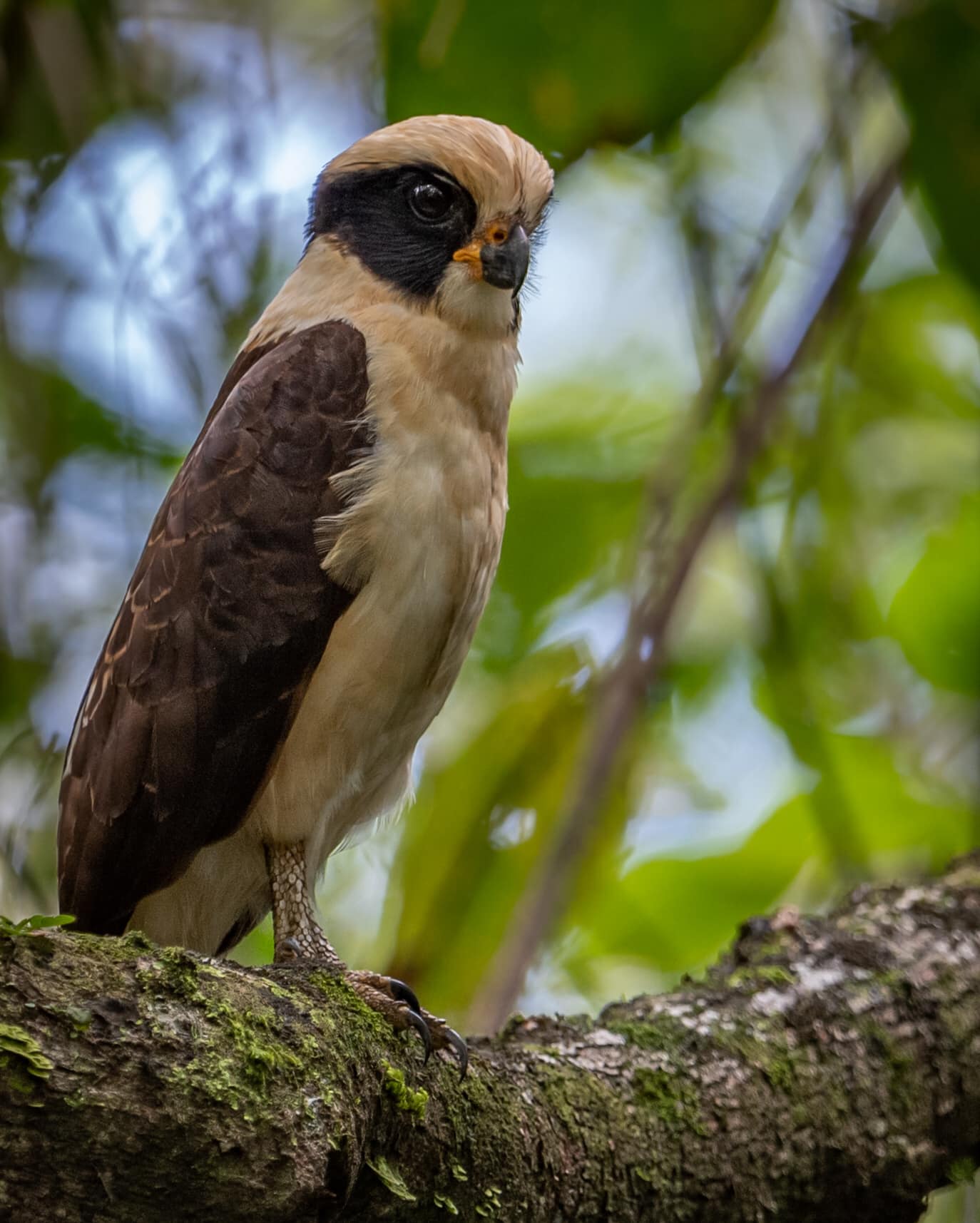 The laughing falcon is a snake... - Harry Collins Photography
