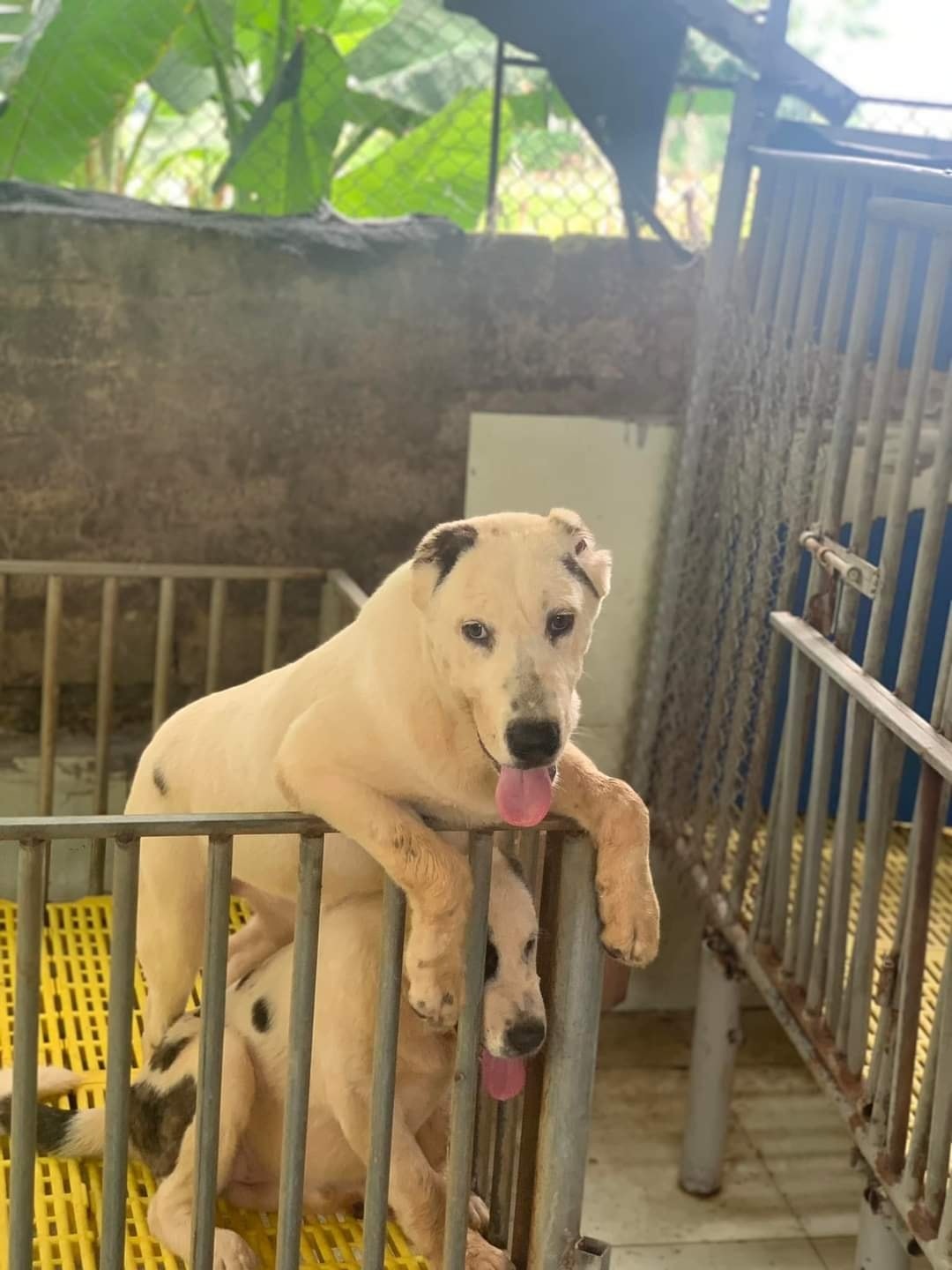 Trại Chó DOGO | Phu Binh