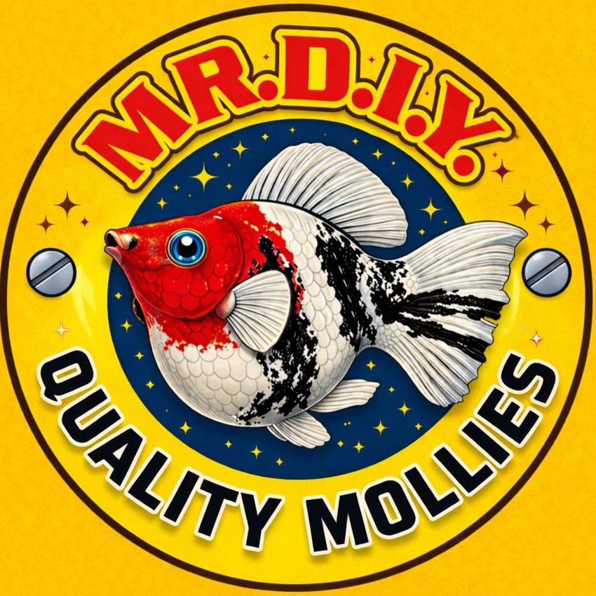 Bataan Fish Keepers (Official Page) | c1 balloon molly | Facebook