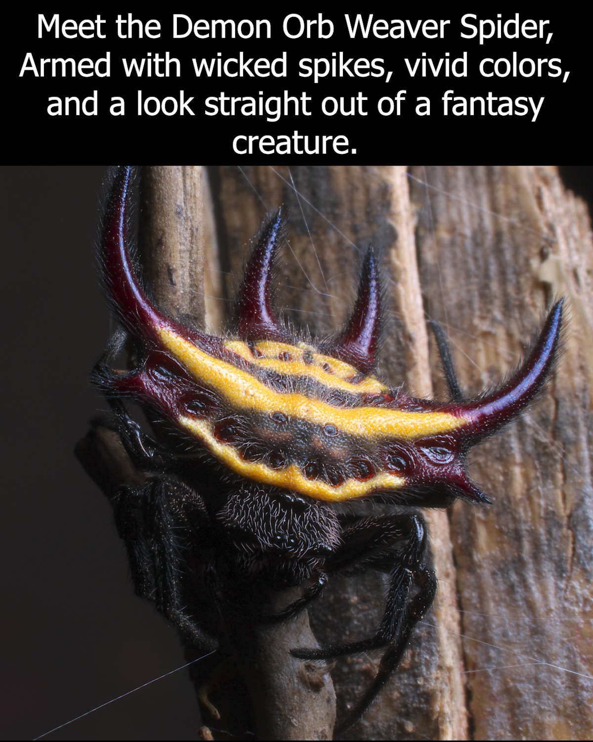 Too - The Demon Orb Weaver Spider looks terrifying, but it