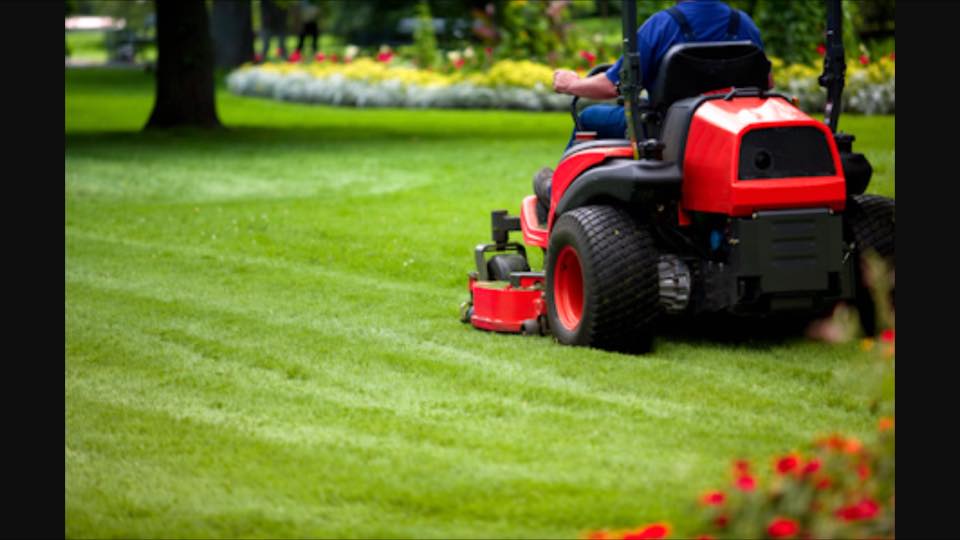 Lawn Sharks Lawn Services