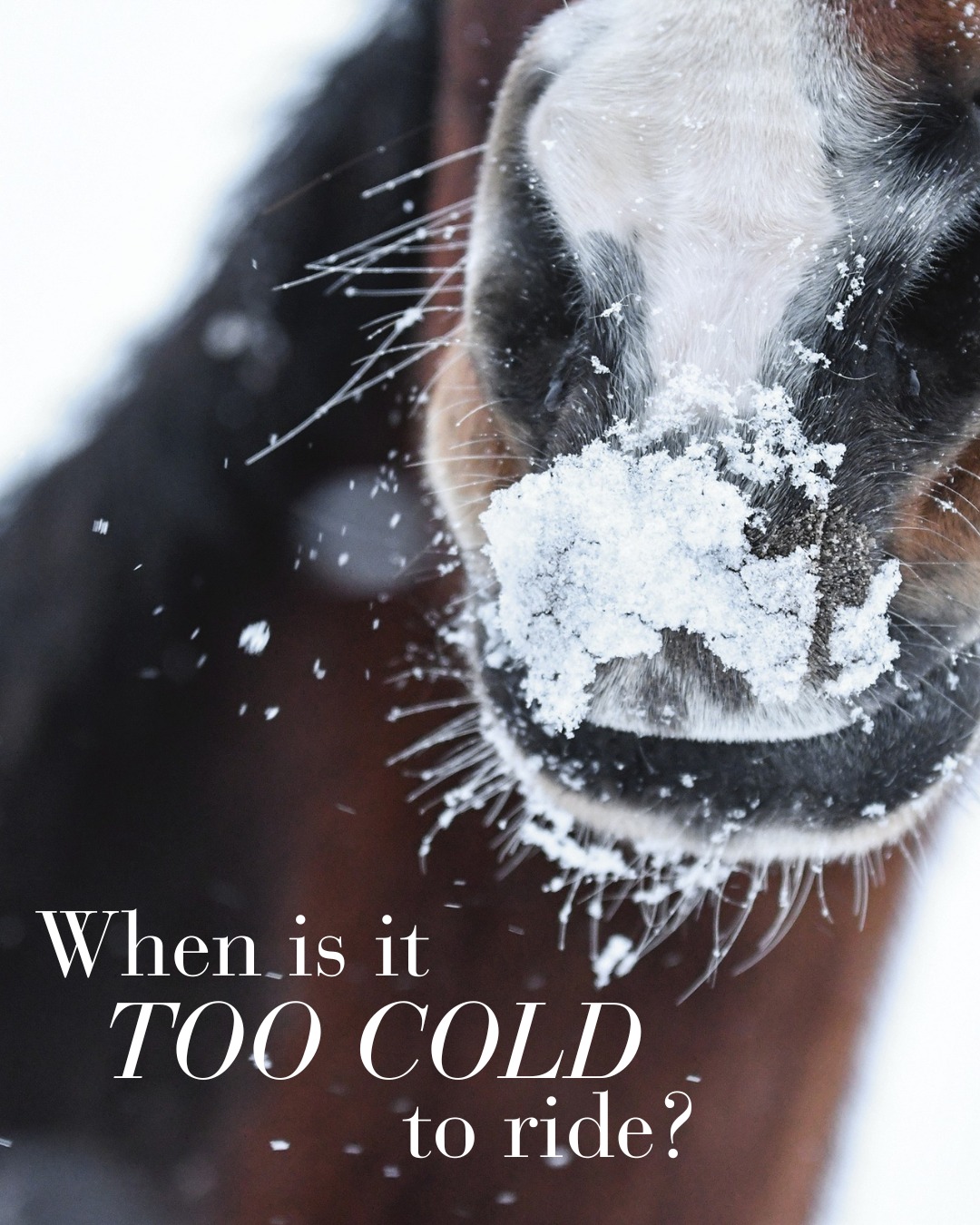 Dover Saddlery - ️How cold is too cold to ride? 🐴 As... | Facebook