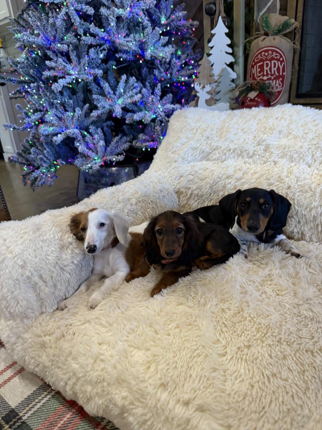 Clanton - 3 little weiners💜 | Facebook