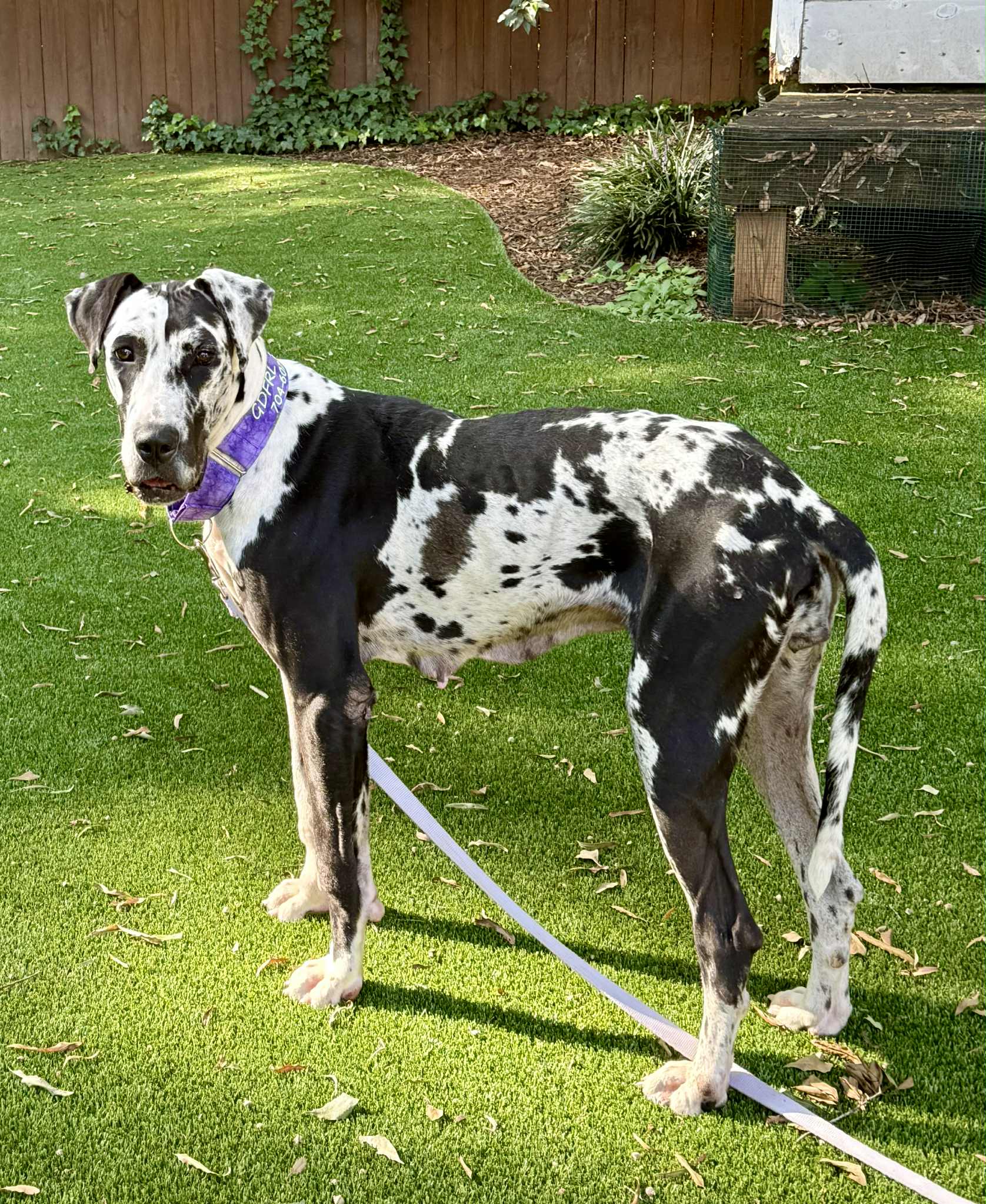 Great Dane Friends of... - Great Dane Friends of Ruff Love