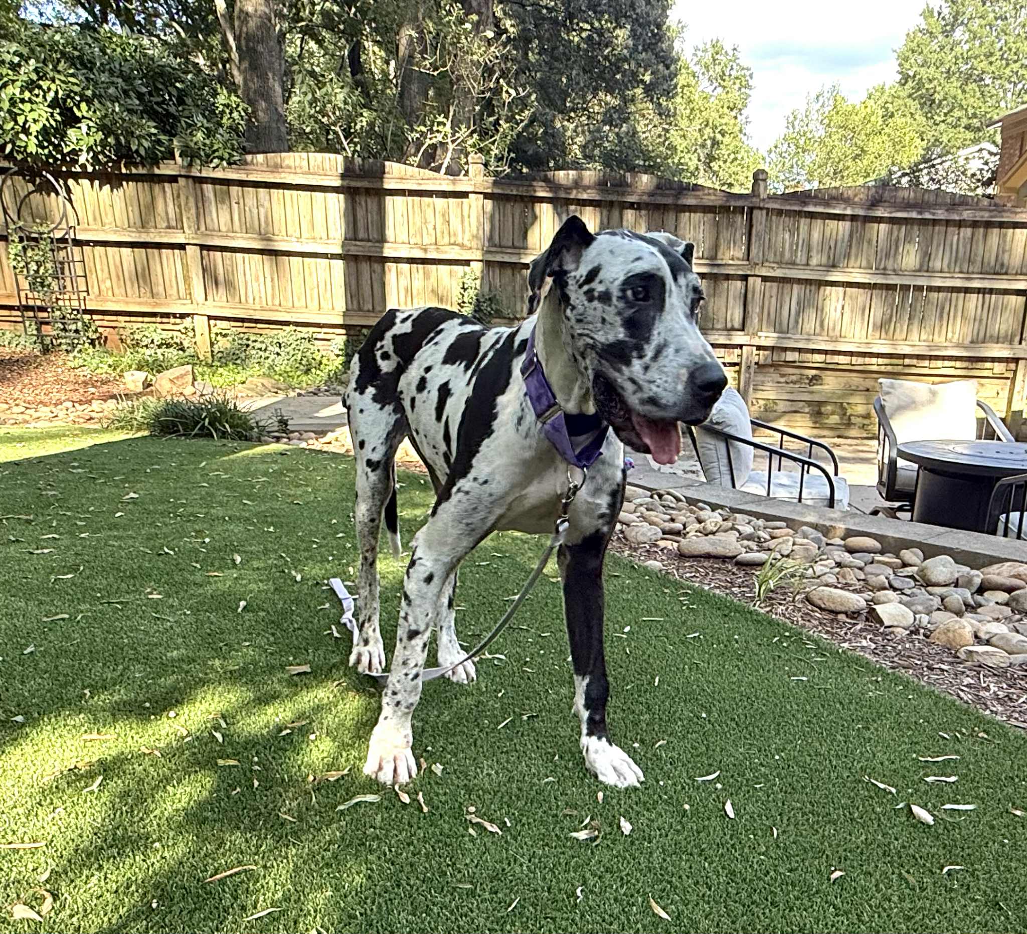 Great Dane Friends of... - Great Dane Friends of Ruff Love