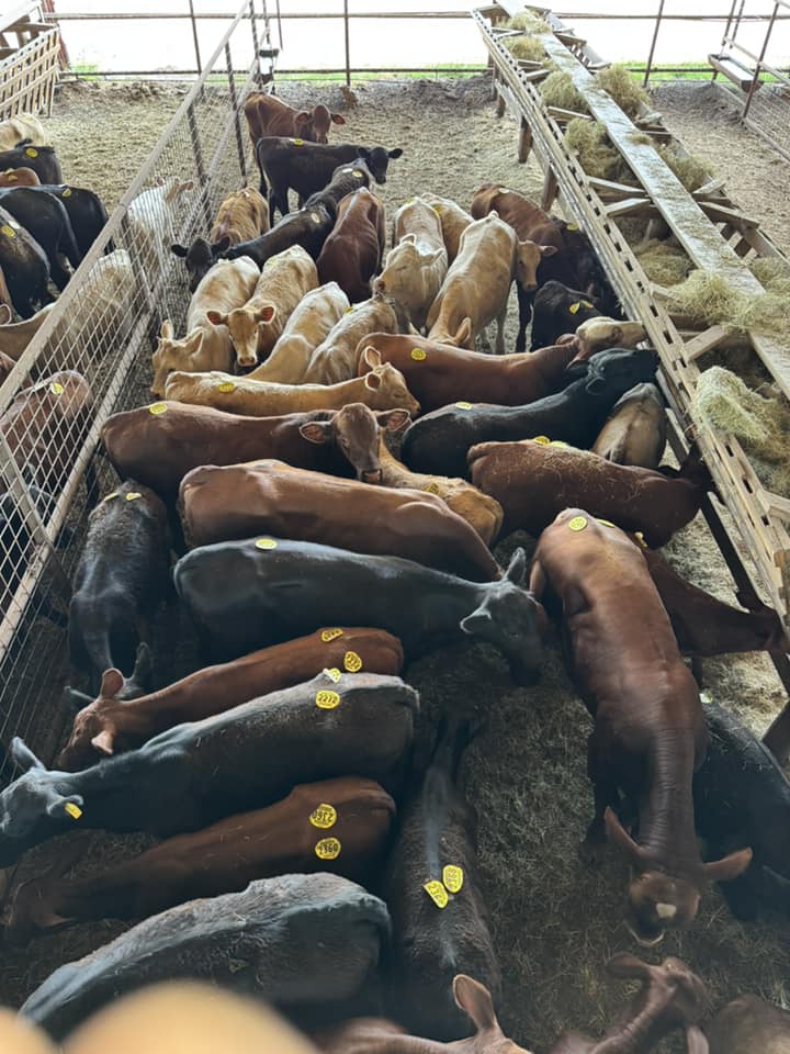 Gulf - 300hd tagged in at the moment… 10 palpates, 40 packer cows and ...