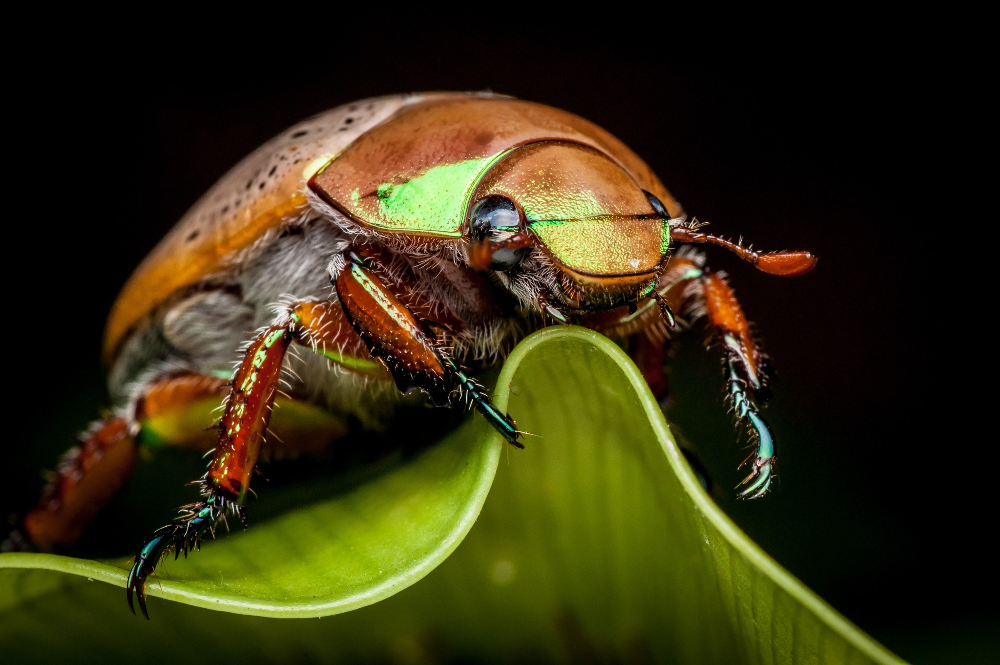 Australian - They’re one of our favourite festive insects, but did you ...