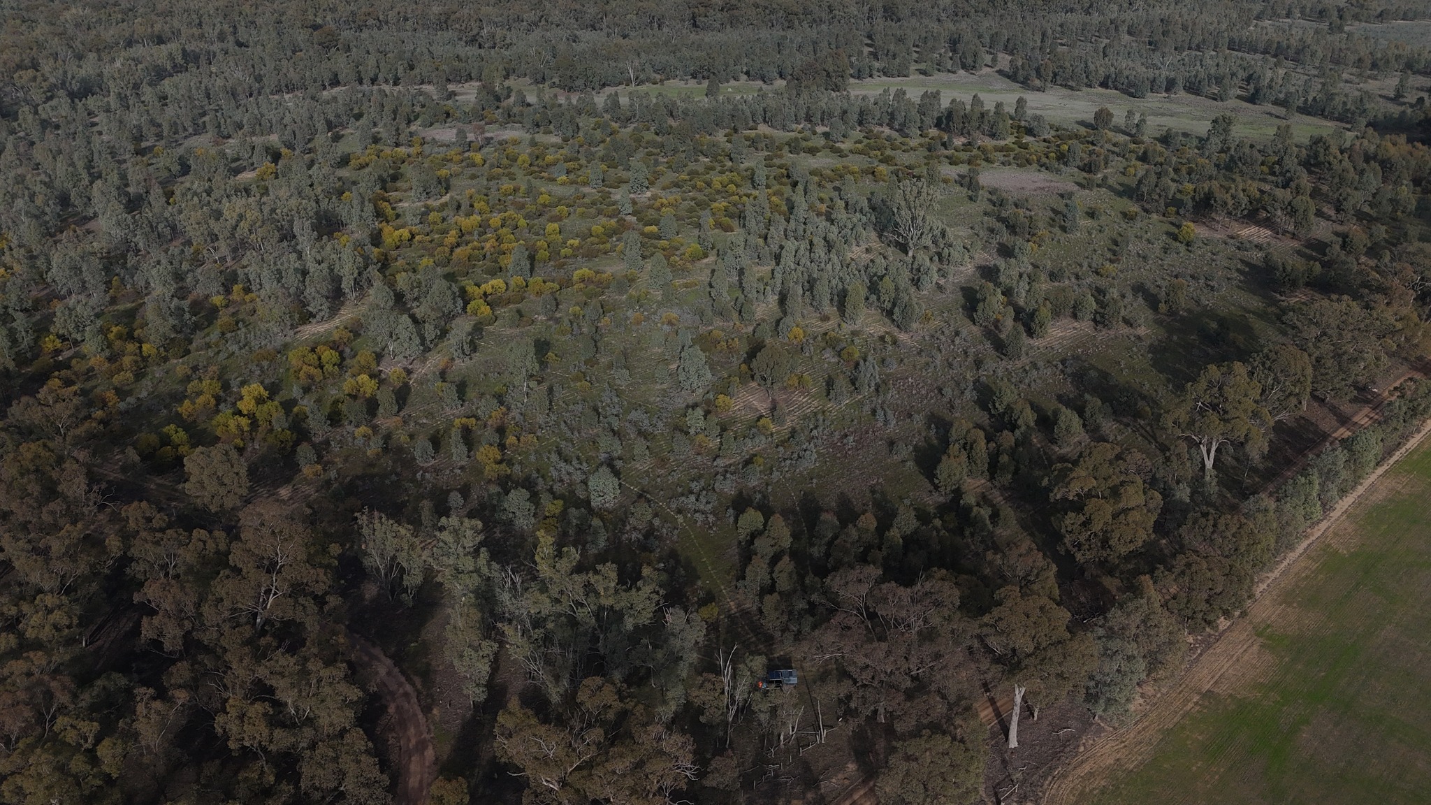 Vegetation - We help to source native vegetation offset credits for a ...