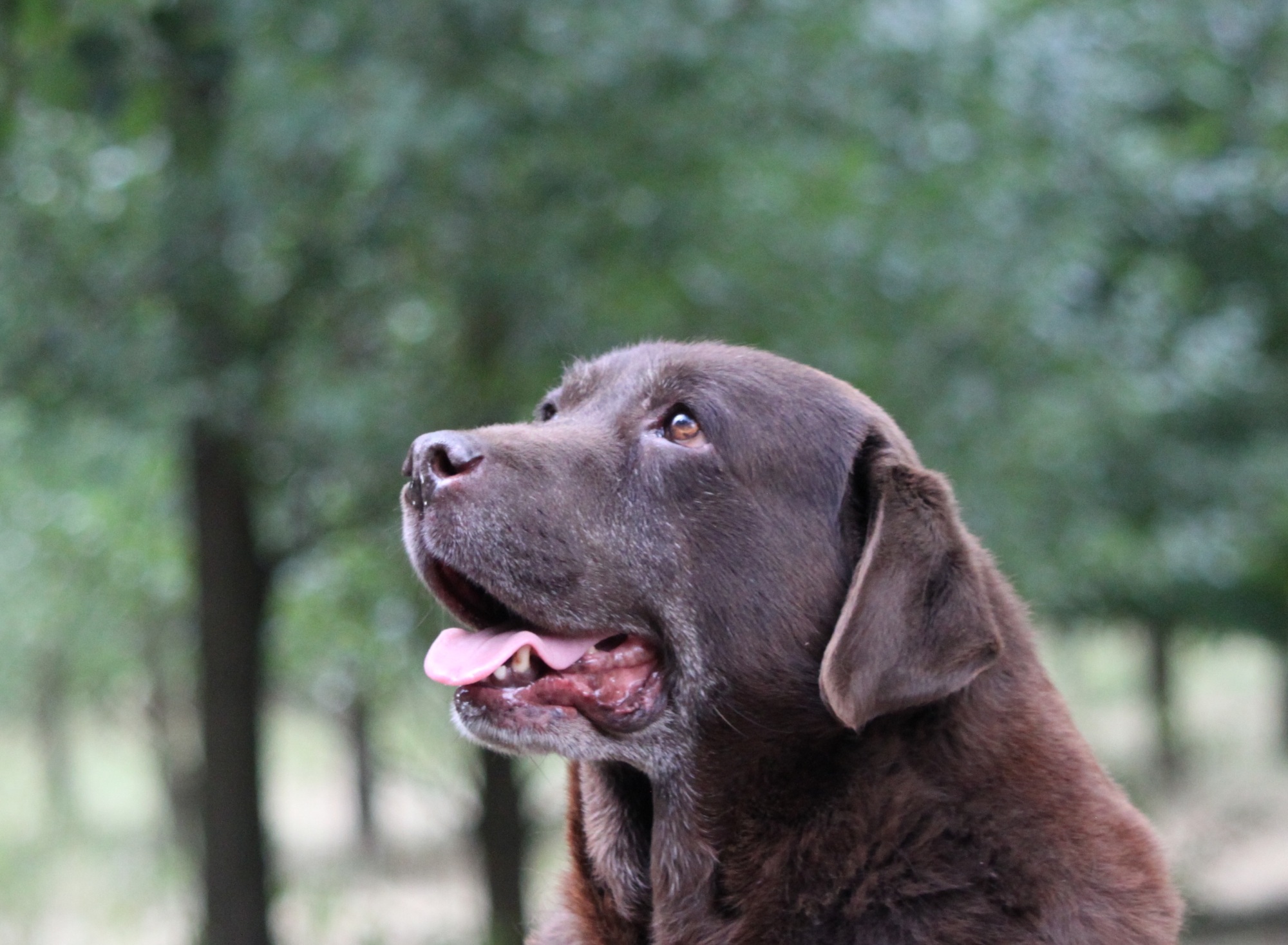 Midnight Sun Labrador... - Midnight Sun Labrador Kennel