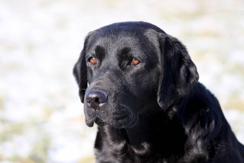 Midnight Sun Labrador... - Midnight Sun Labrador Kennel